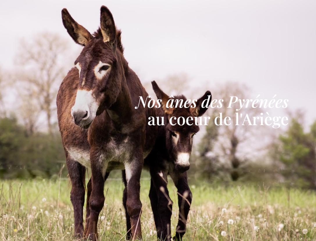 Capture-decran-2023-06-20-092033